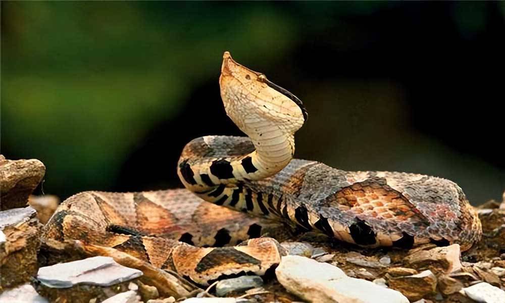 花尾腹蛇图片
