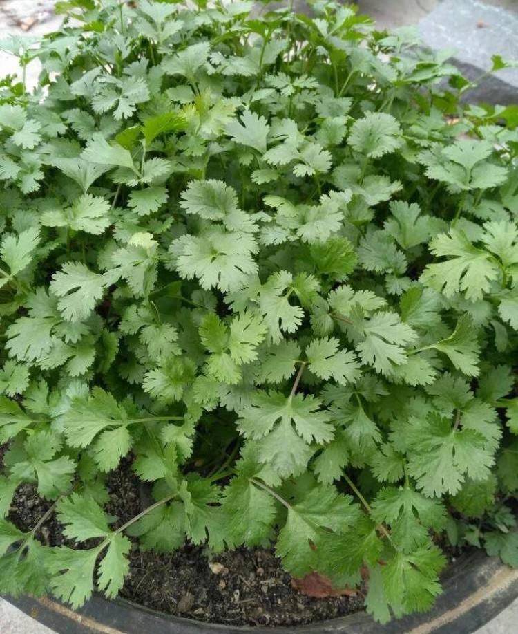 香菜不耐干旱,必须每隔一个星期浇水一次,整个生长期,要浇水7次左右.