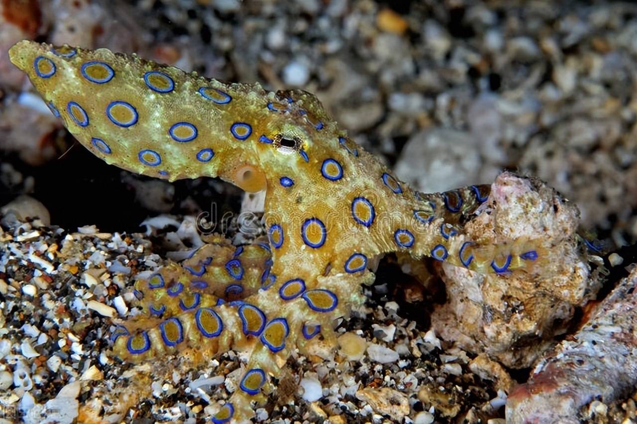 蓝环章鱼是海洋中最危险的动物之一它们在太平洋和国外洋具有剧毒性