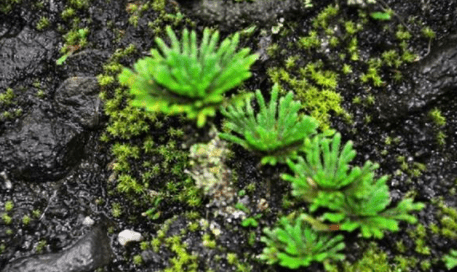 农村打不死的植物,人称九死还魂草,是天然美容药,如今成稀罕货_是一种