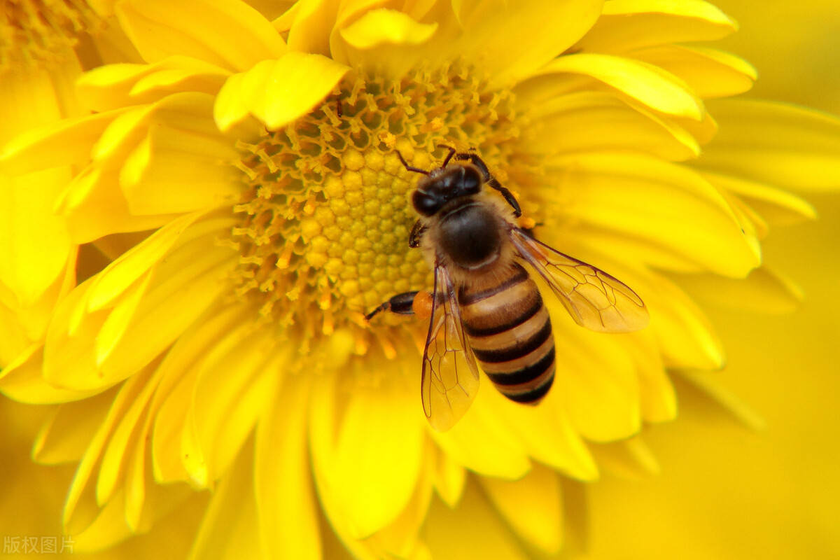 蜂蜜水好喝，蜜蜂酿蜂蜜的过程有物理和化学变化，带你看看巴西蜜-搜狐大视野-搜狐新闻
