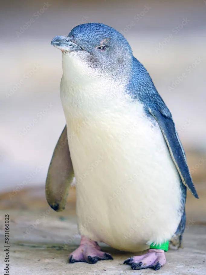 小蓝企鹅生活图片