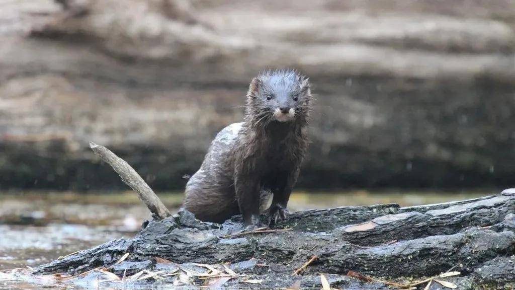 欧洲水貂(european mink_颜色_黄鼬_动物界