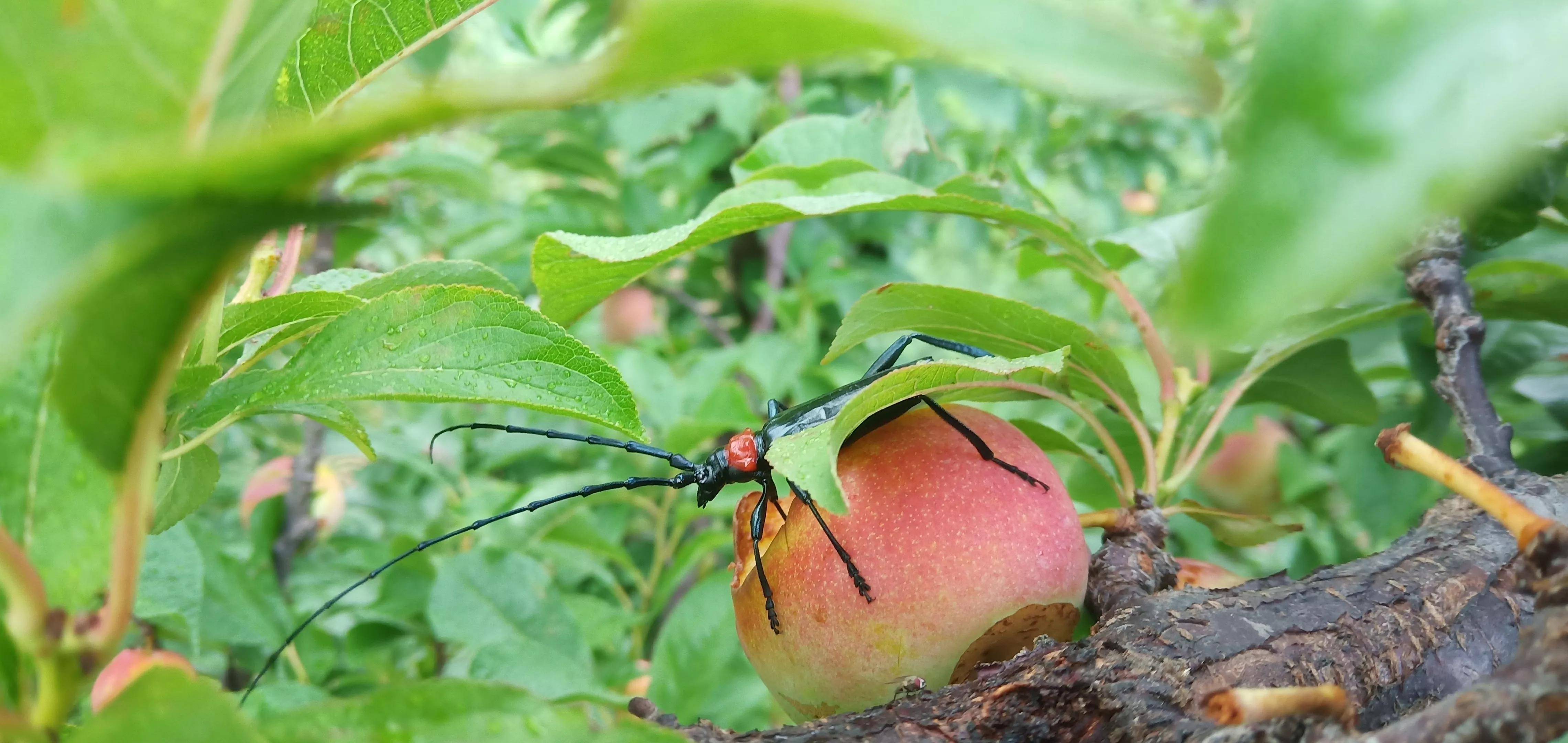 防治苹果天牛,这些方法很实用_幼虫_孔洞_药剂