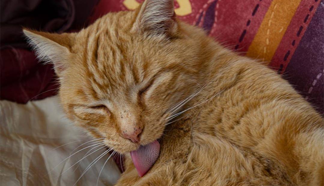 猫身上的倒刺,有什么作用?公猫为什么要在交配时故意刮伤母猫?