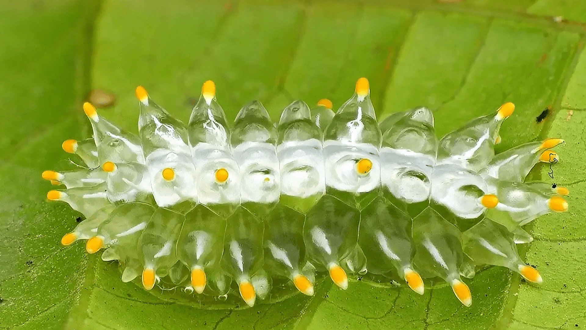 蟹黄水晶毛虫的图片图片