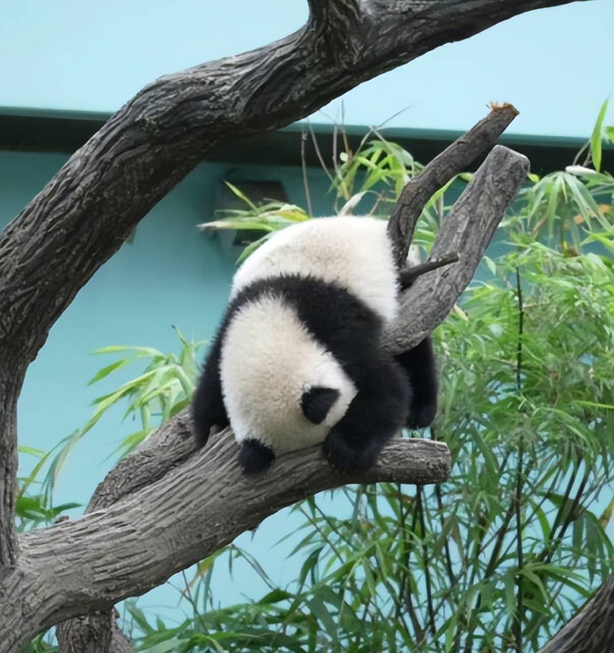 大熊猫宝宝叻叻已经熟练掌握爬树技能,还会爬到树顶后以头朝下的姿势