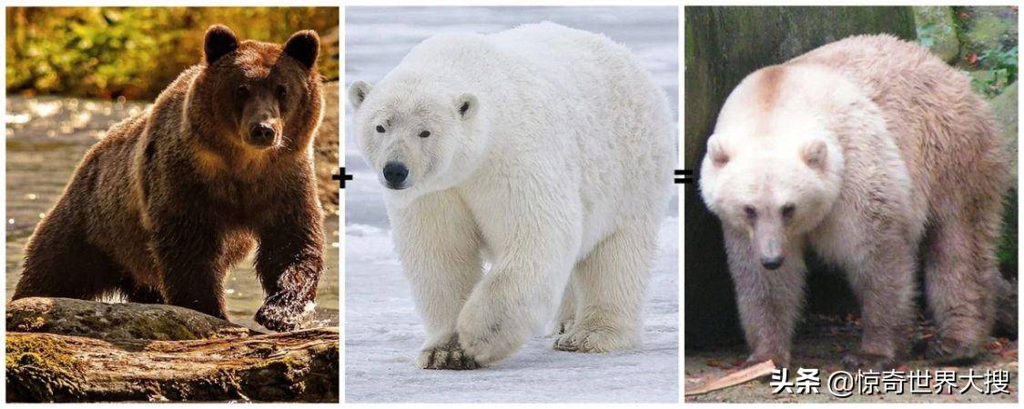 这是灰熊与北极熊的杂交后代,在自然环境中或人为环境中都曾出现过