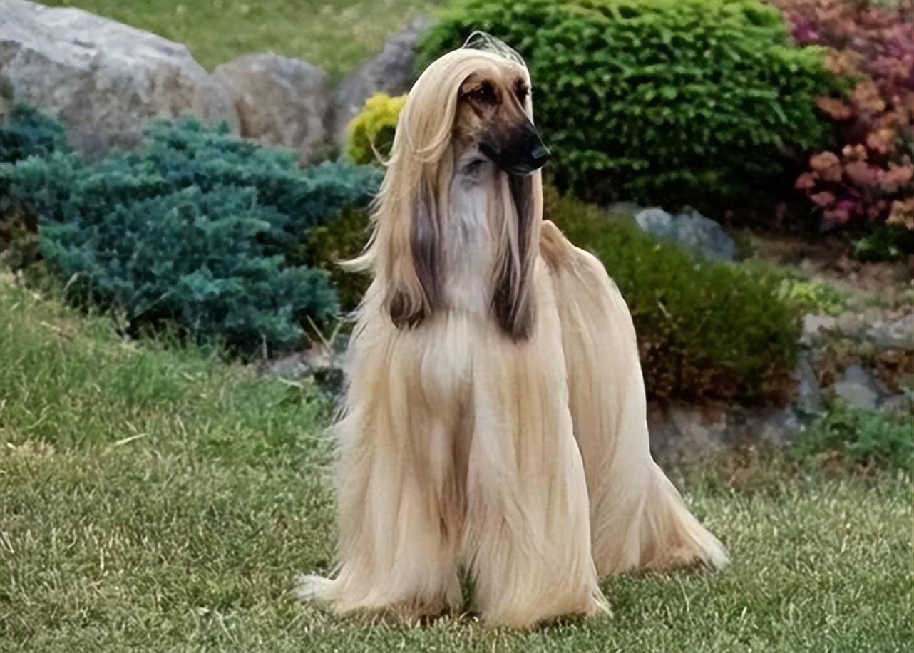 Afghan Hound Breed Guide - Learn about the Afghan Hound.
