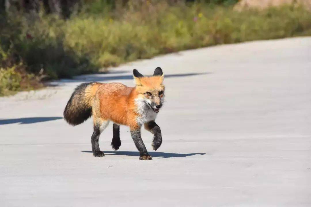 原创电视报道延安子午岭上的野生豹育儿过程首次曝光