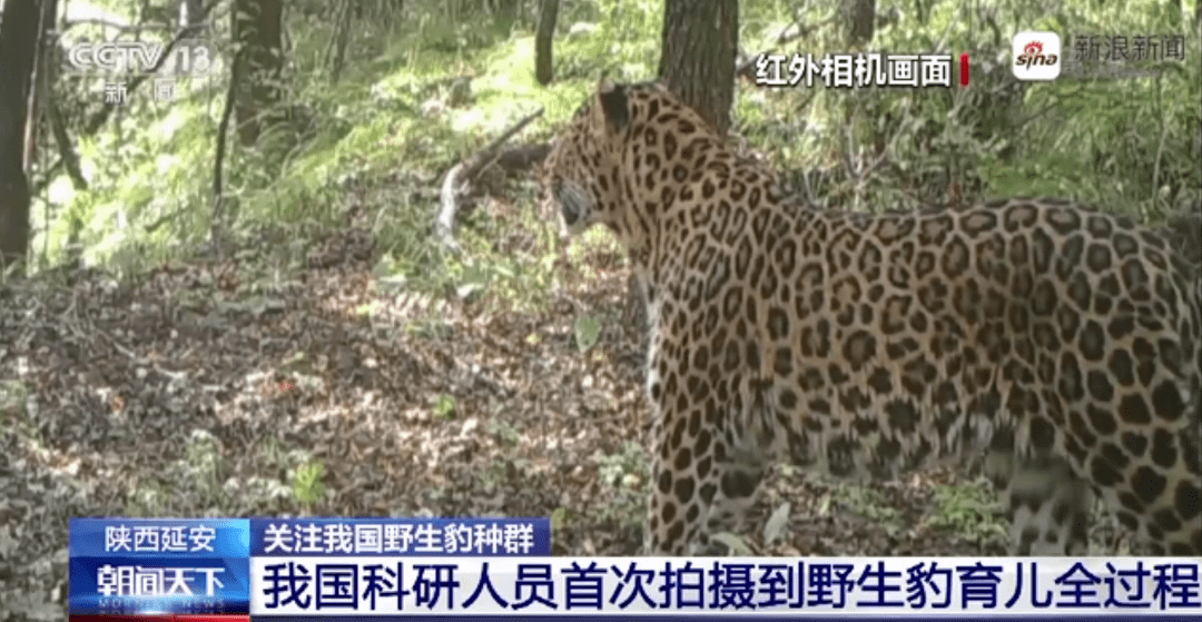 电视报道 - 延安子午岭上的野生豹育儿过程首次曝光