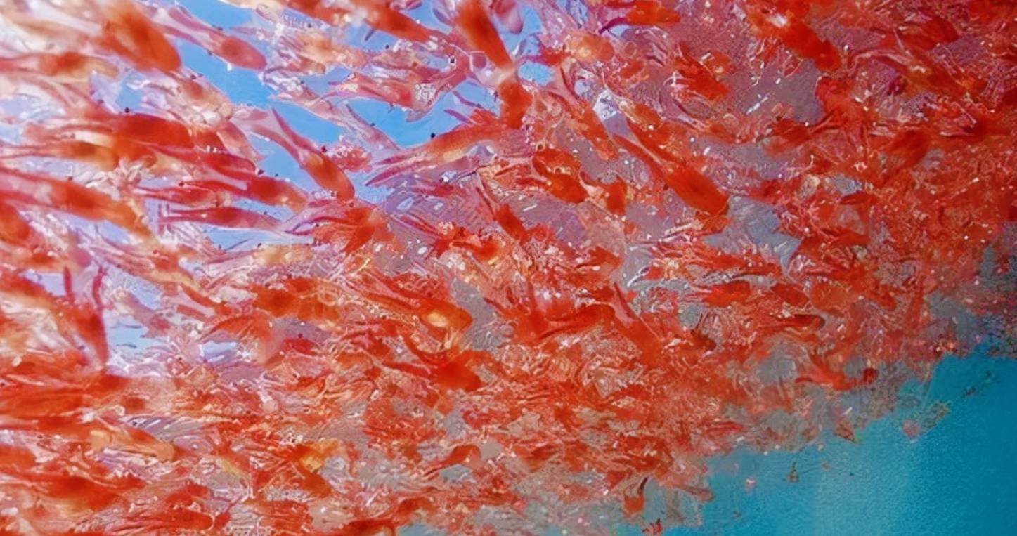 原创南极发现10亿吨磷虾各国竞争相当激烈中国或成最大受益者