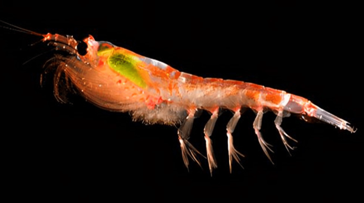 原创南极发现10亿吨磷虾各国竞争相当激烈中国或成最大受益者