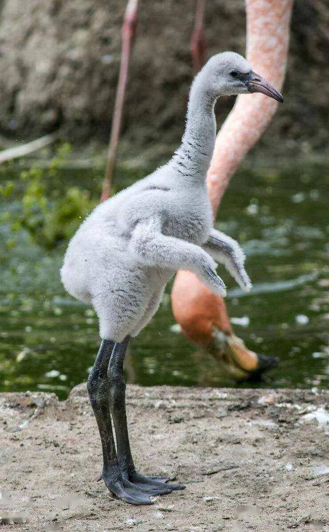 想不到优雅的火烈鸟小时候是这个样子,丑小鸭变天鹅_羽毛_红色_青素