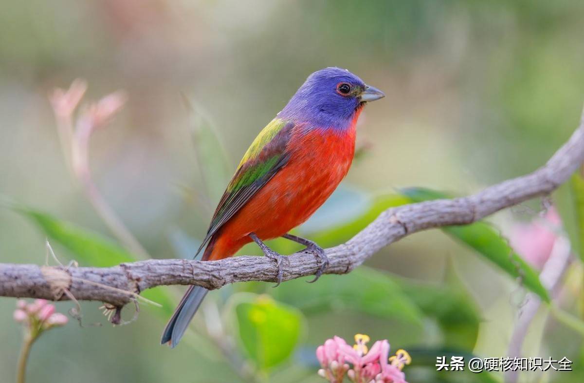 10大最可爱的鸟图片