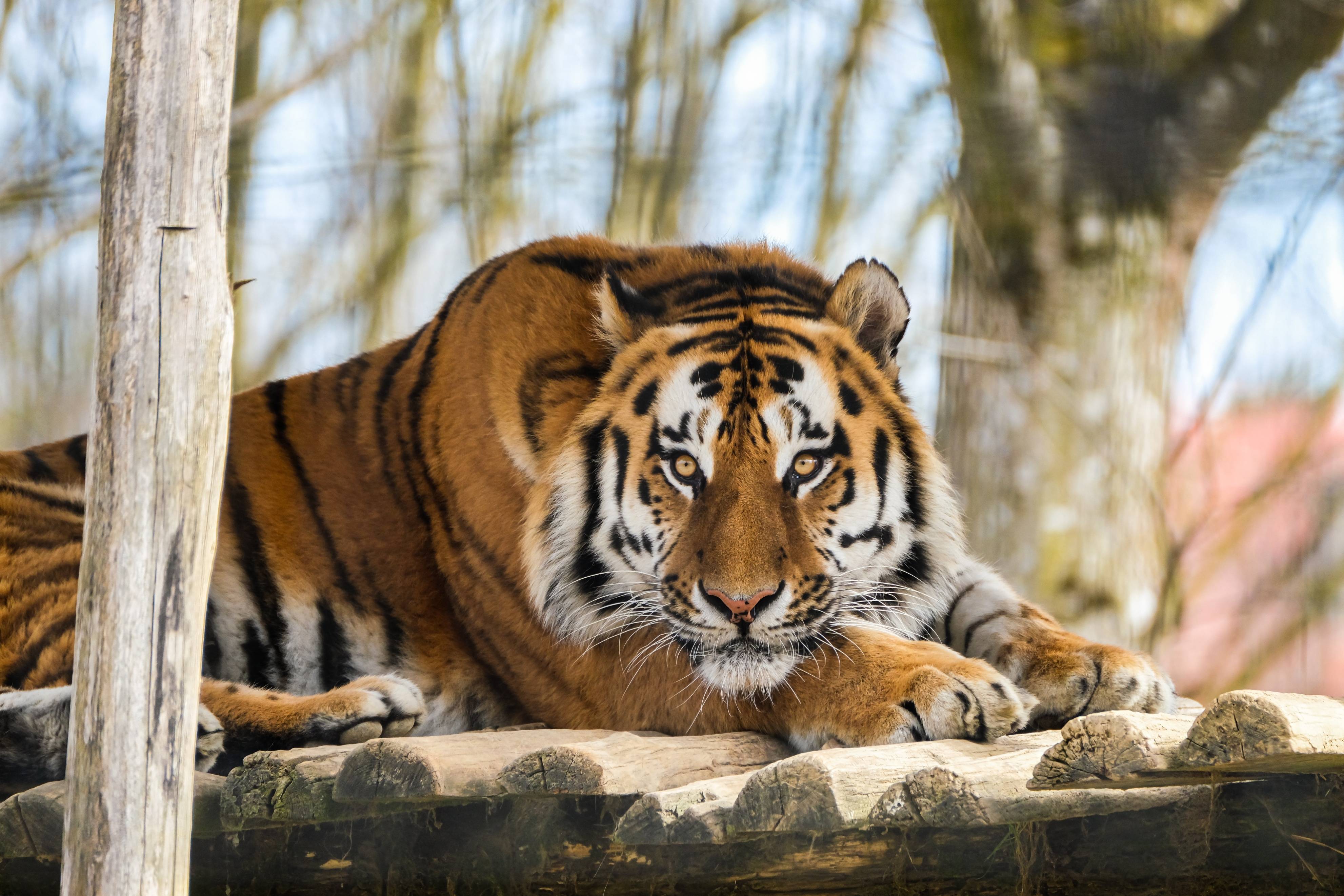 孟加拉虎灭绝图片