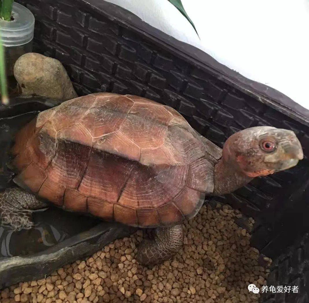 我大中华的几种常见国龟你都了然于胸了