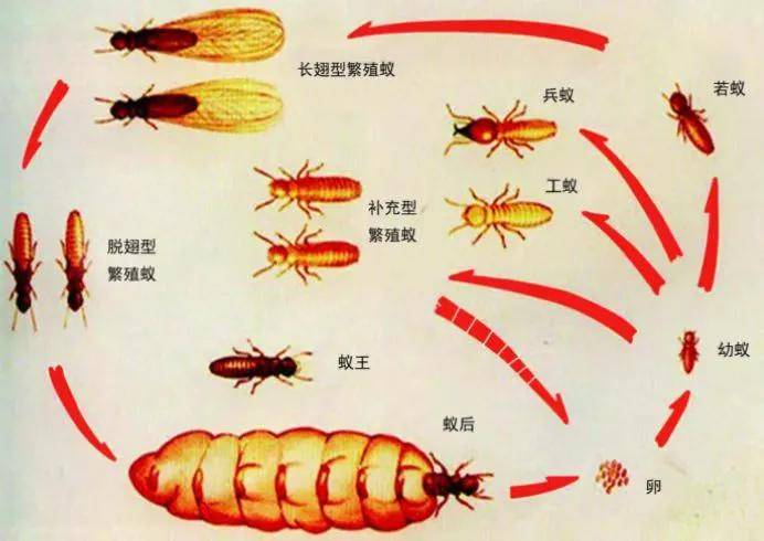 在群体中存在蚁王,蚁后,工蚁,兵蚁和长翅繁殖蚁(如图1所示)