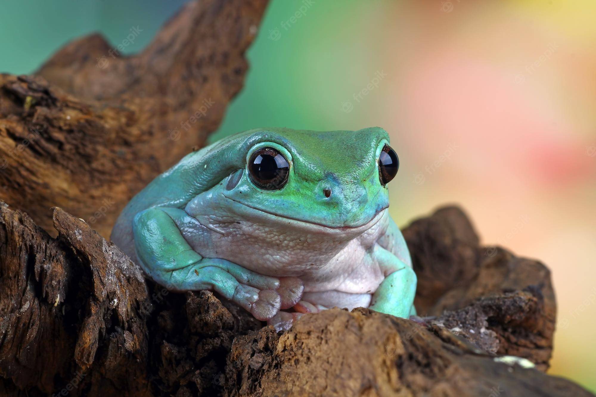 特性和可爱的样貌,在全世界许多地区,它常被作为一种奇异的宠物而饲养