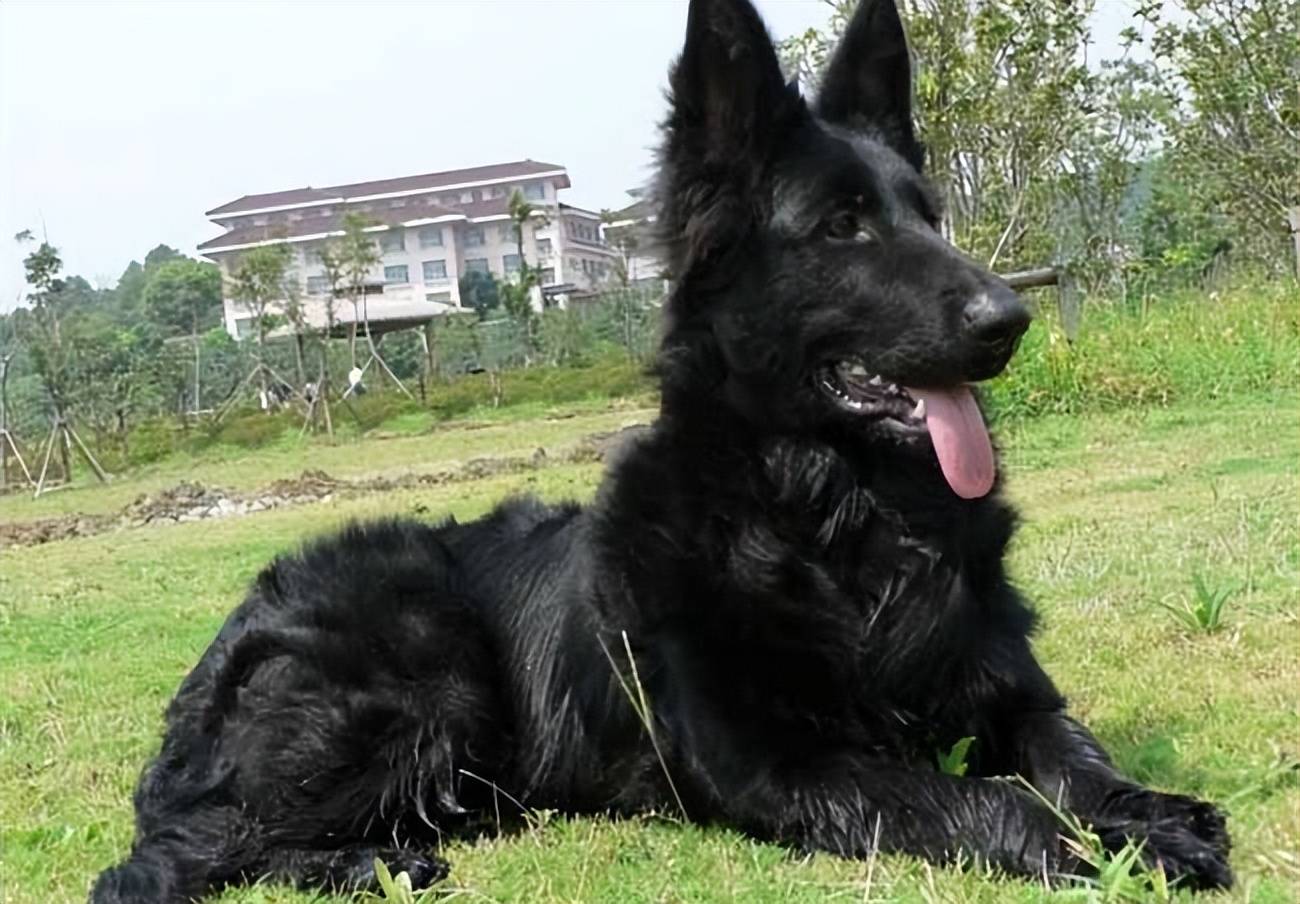 原创牧羊犬也有等级之分最后一种才是牧羊犬的鼻祖