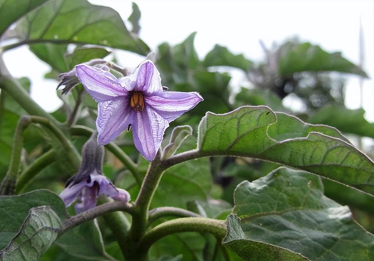 茄子落花落果的原因_植株_结果期_授粉