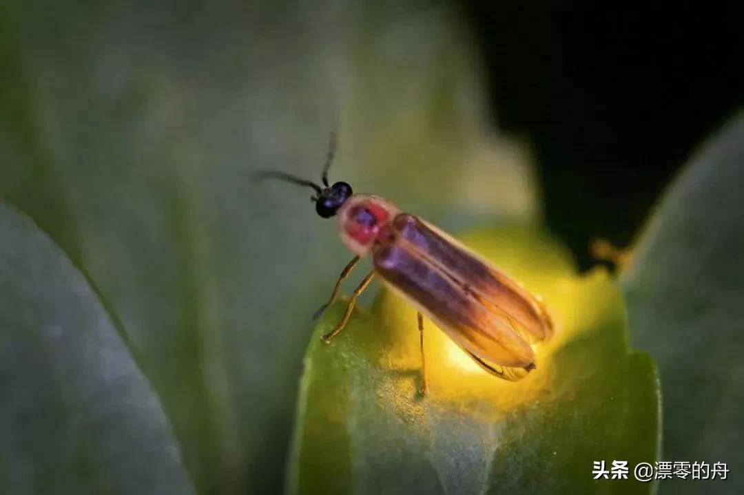 原创萤火虫的故事繁星点点夜空下美丽的小精灵为何越来越少见了