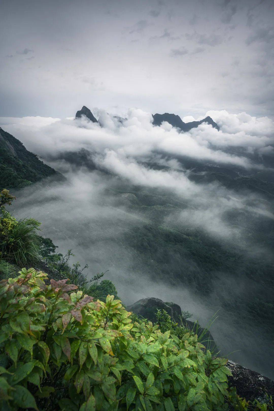 青城山云海图片