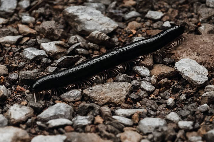 原创如果遇见你会死吗世界上25种危险生物