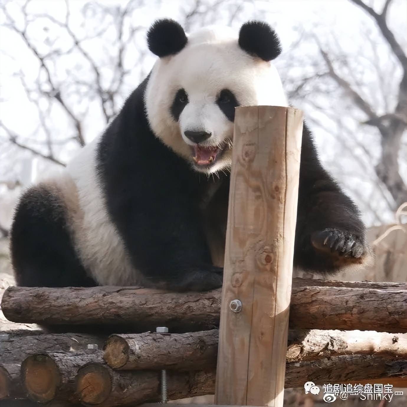 熊猫创意昵称图片