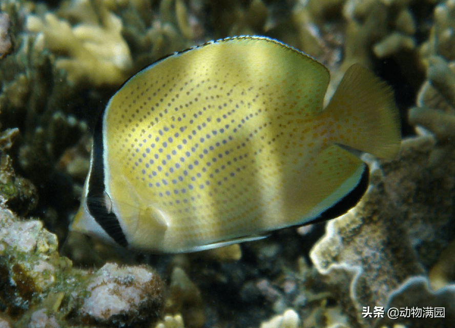 原创物种百科密点蝴蝶鱼