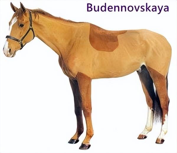 俄罗斯budennovskaya布登诺夫斯基马_品种_比赛_don