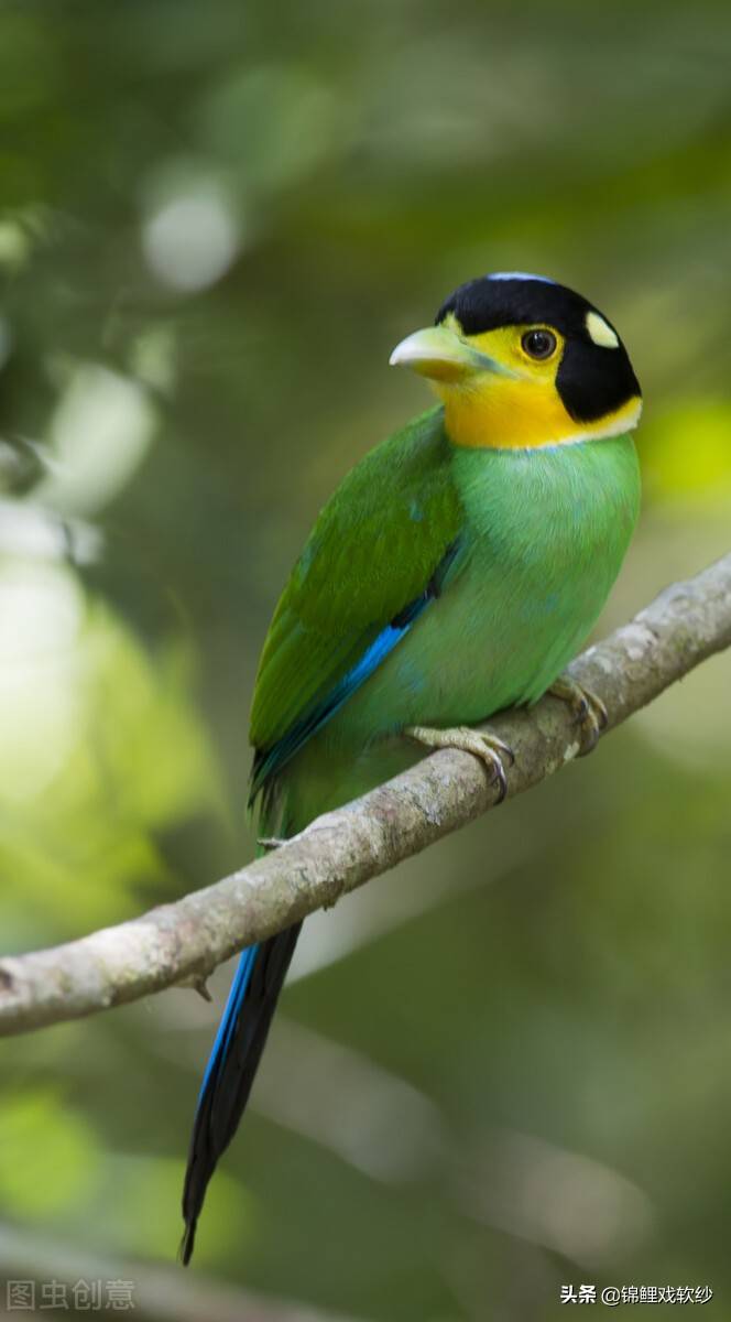 原创奇妙的动物长尾阔嘴鸟