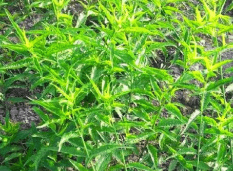 農村這種野草,人工種植畝產效益8000多元,成農民發財致富草_交流_治療