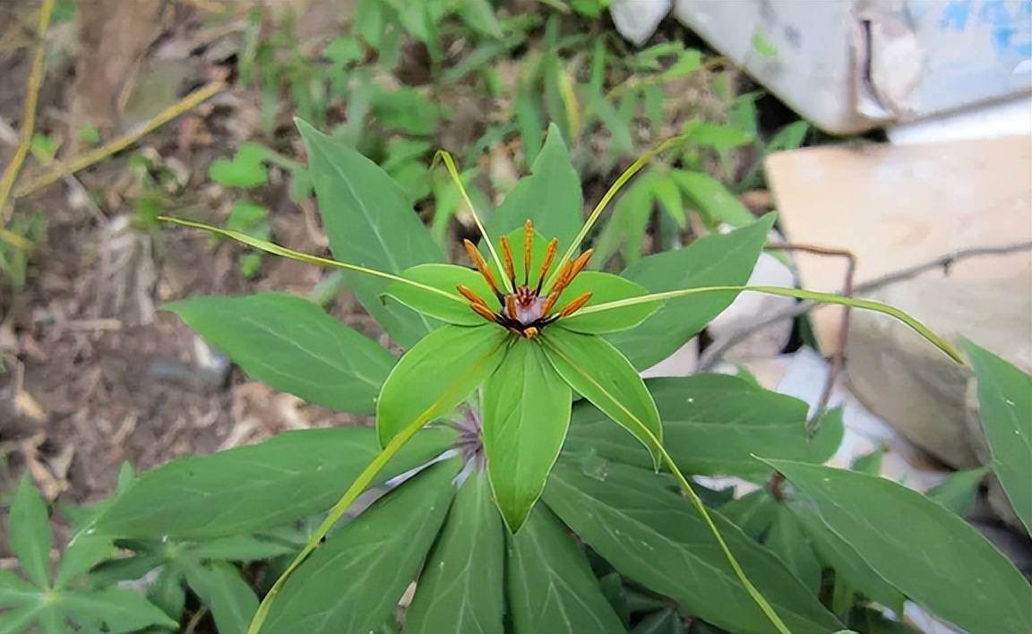 原创蛇最怕什么植物推荐4种蛇怕草再也不怕夏天有毒蛇跑进家