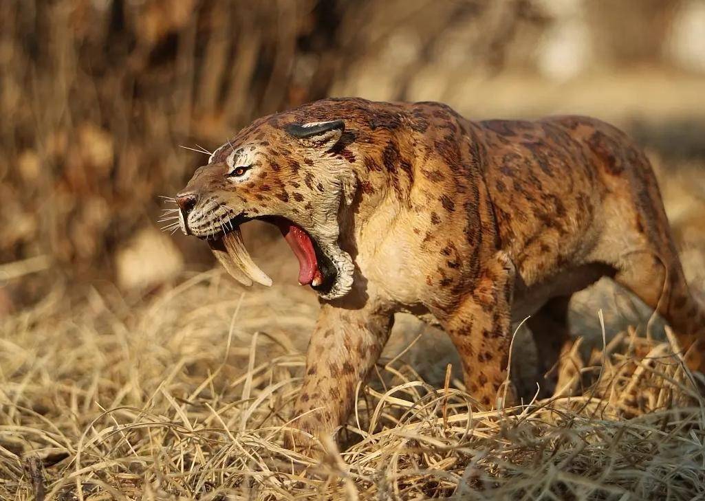 原创史前陆地称霸你知道10厘米长牙剑齿虎吃什么吗