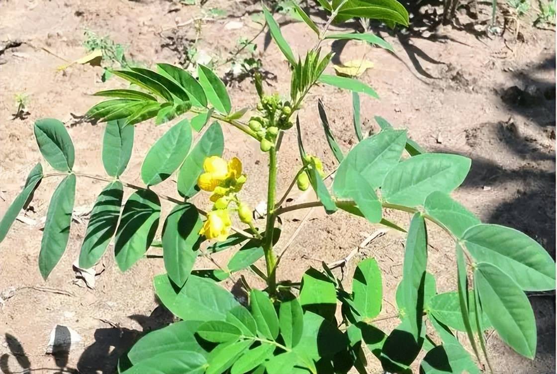 原創蛇最怕什麼植物推薦4種蛇怕草再也不怕夏天有毒蛇跑進家