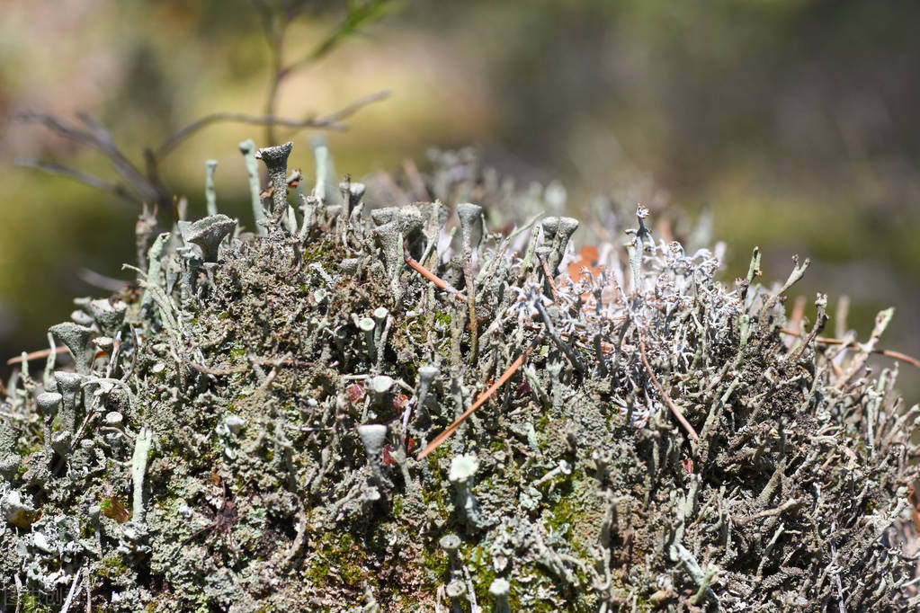 原创你不知道的自然教育撼动大地的白蚁