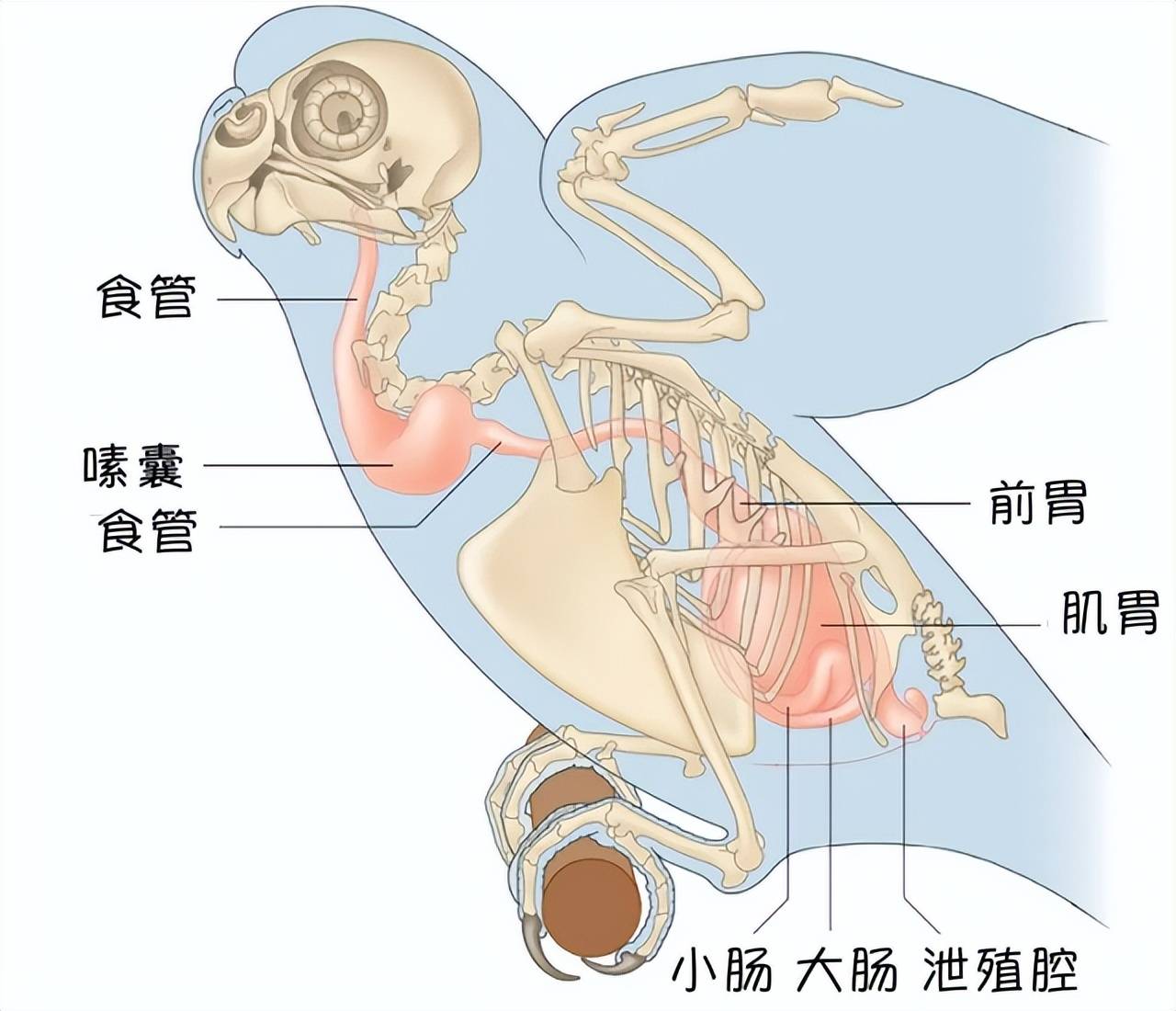 生物结构图排泄图片