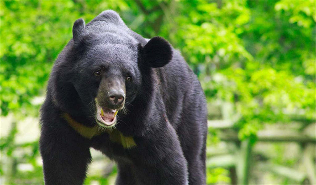 云南小黑熊受伤倒地,被女孩救下共同生活5年,小黑熊做法让人感动