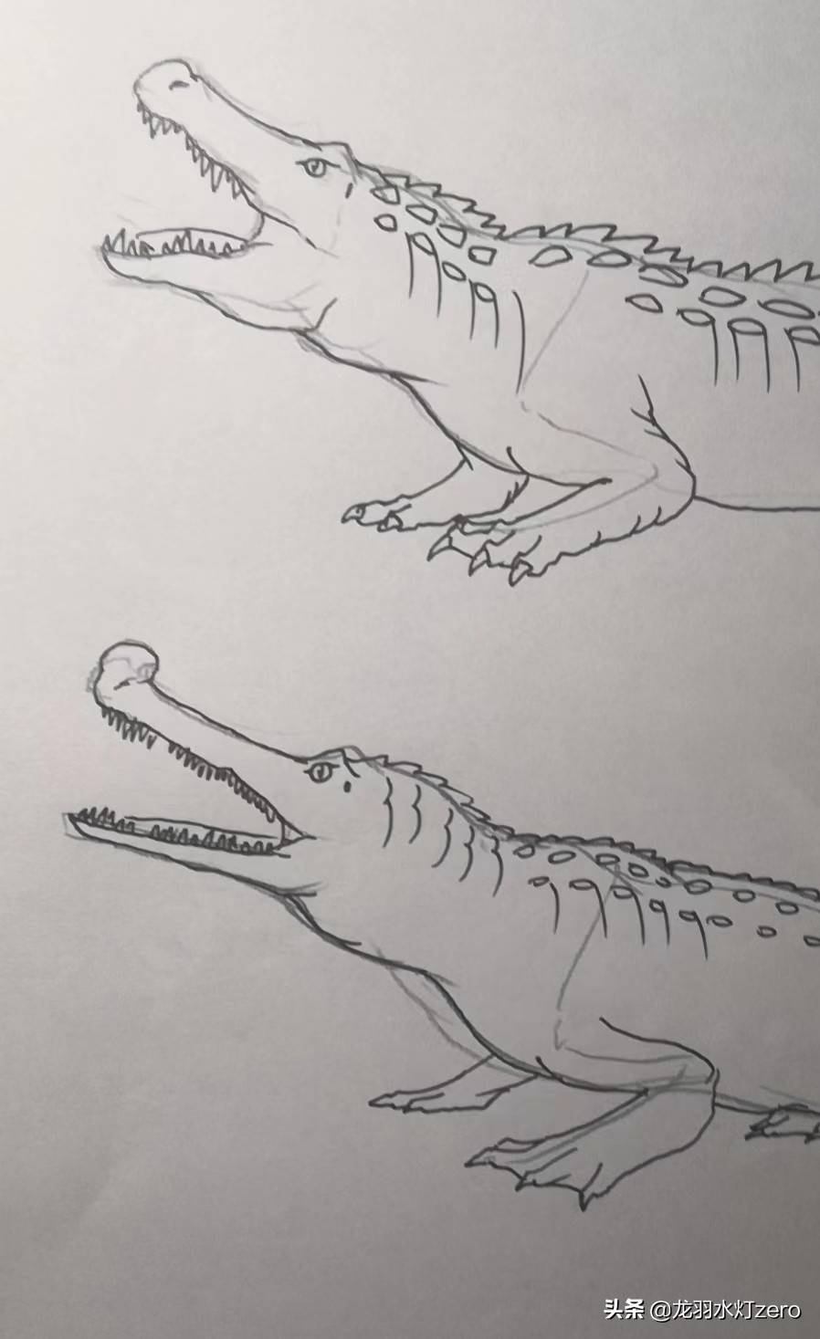 食肉恐龙画画图片