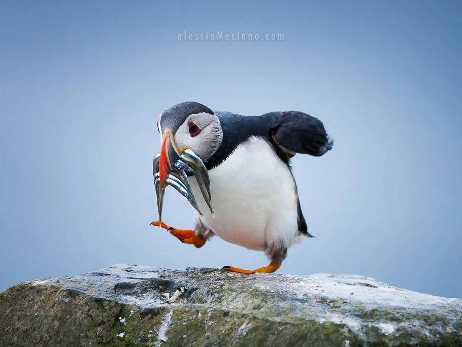 生物灭绝史上和渡渡鸟齐名的"北极企鹅"「大海雀pinguinus impennis」