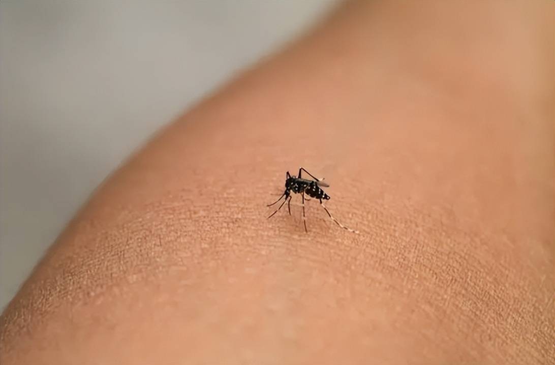 原创俗称花蚊子个头不大毒性强白天也出来咬人它为何如此凶猛