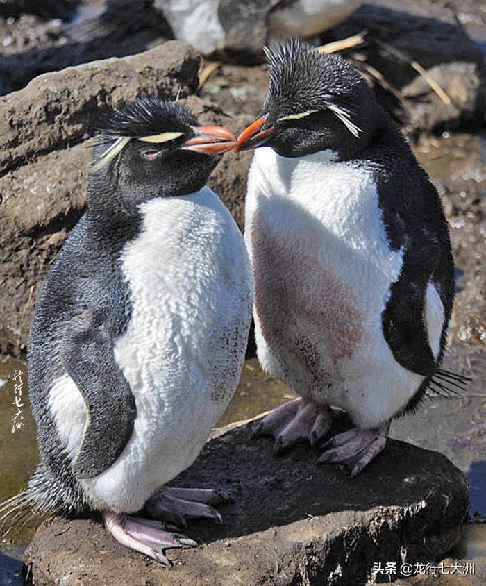 「南极」七次南极之行中我拍到的九种企鹅_福克兰群岛_繁殖_显得