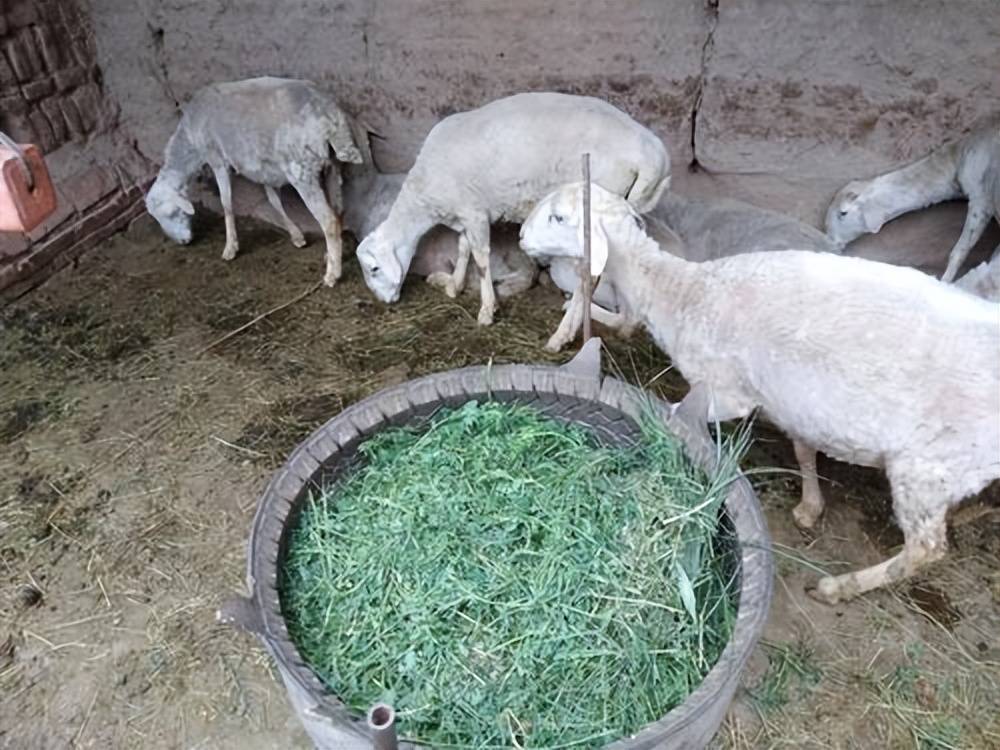 羊拉肚子怎么办最快的方法?_用药_效果_利克