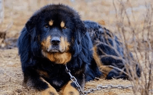 非常强_沙皮_猎犬