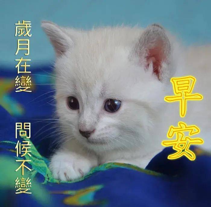 猫咪早安图片带字图片图片