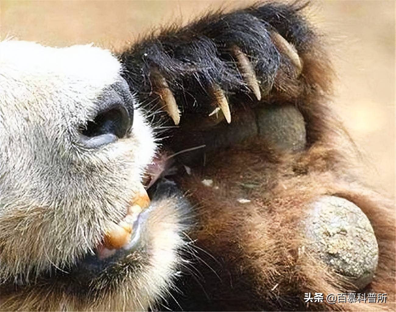 傳說蚩尤的坐騎古稱食鐵獸藏在大熊貓蠢萌外表下的爆表戰鬥力