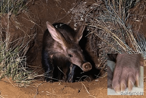 一種常常被誤以為是食蟻獸近親的動物-土豚_白蟻_洞穴_昆蟲