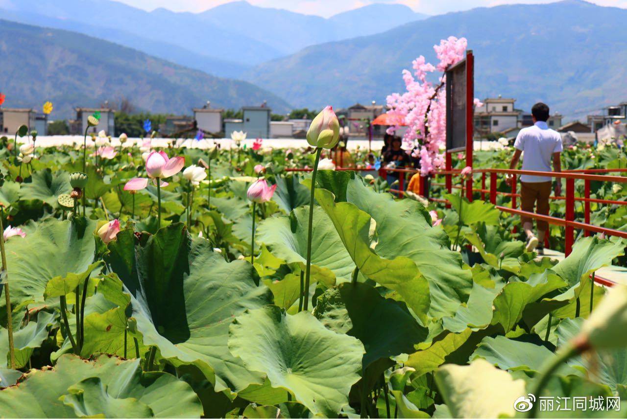 夏日荷田趣三川,快来永胜三川坝观荷花,品美食!_荷叶_活动_田园