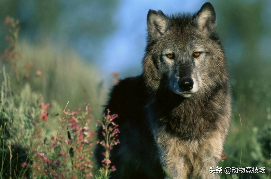 世界上体型最大的狼,实力上可与猫科动物一战,捕食熊等动物